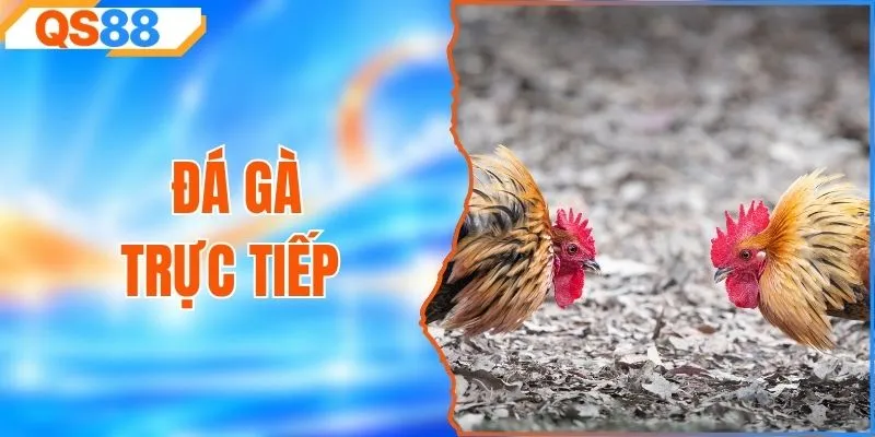 Đá Gà Trực Tiếp